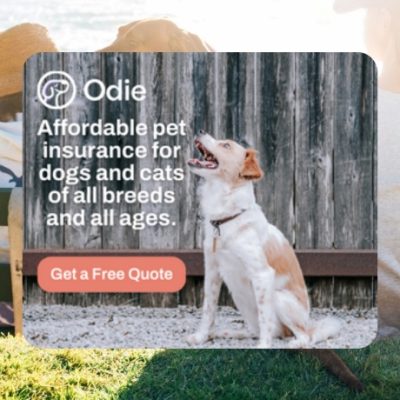 Odie Pet Insurance- Odie was founded with a revolutionary spirit and caregiving goal. To provide all dog and cat owners access to essential pet care services through a centralized digital hub.