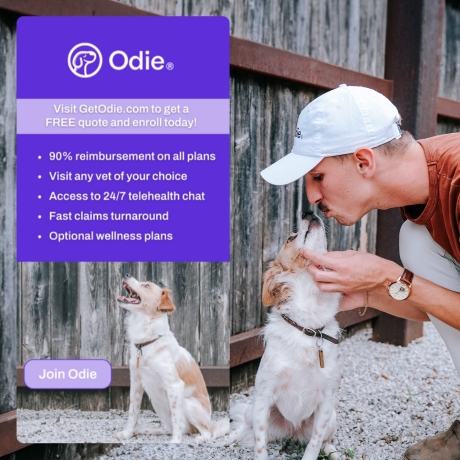 Odie Pet Insurance started with a problem we faced as dog owners, pet insurance was too expensive and too confusing. When searching for pet insurance for our two dogs, Luke and Summer, we were frustrated with the unpredictable and the costly premiums and the lack of flexibility to remove or add coverage as needed.