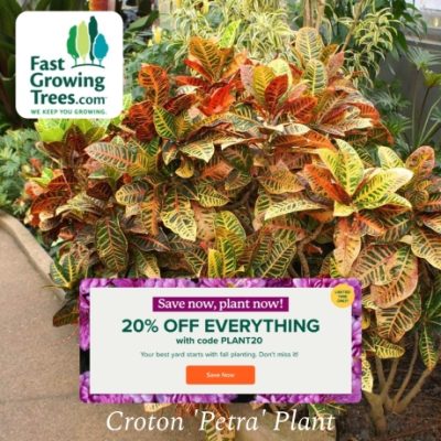 FastGrowingTrees is your America's #1 online nursery. We started selling trees in our backyard in 2005, and we still do, only now, it's nearly 100 acres. We pioneered the concept of farm-to-backyard plants, and made it possible to grow happier, healthier and easier than your garden center or big box store.