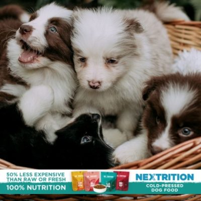 Nextrition offers a better way to feed your pup. Good real, wholesome food gently prepared to support your dog’s digestion, immune system, and their overall health. That means they're keeping all the good stuff in the nutrients, the flavors, the works.